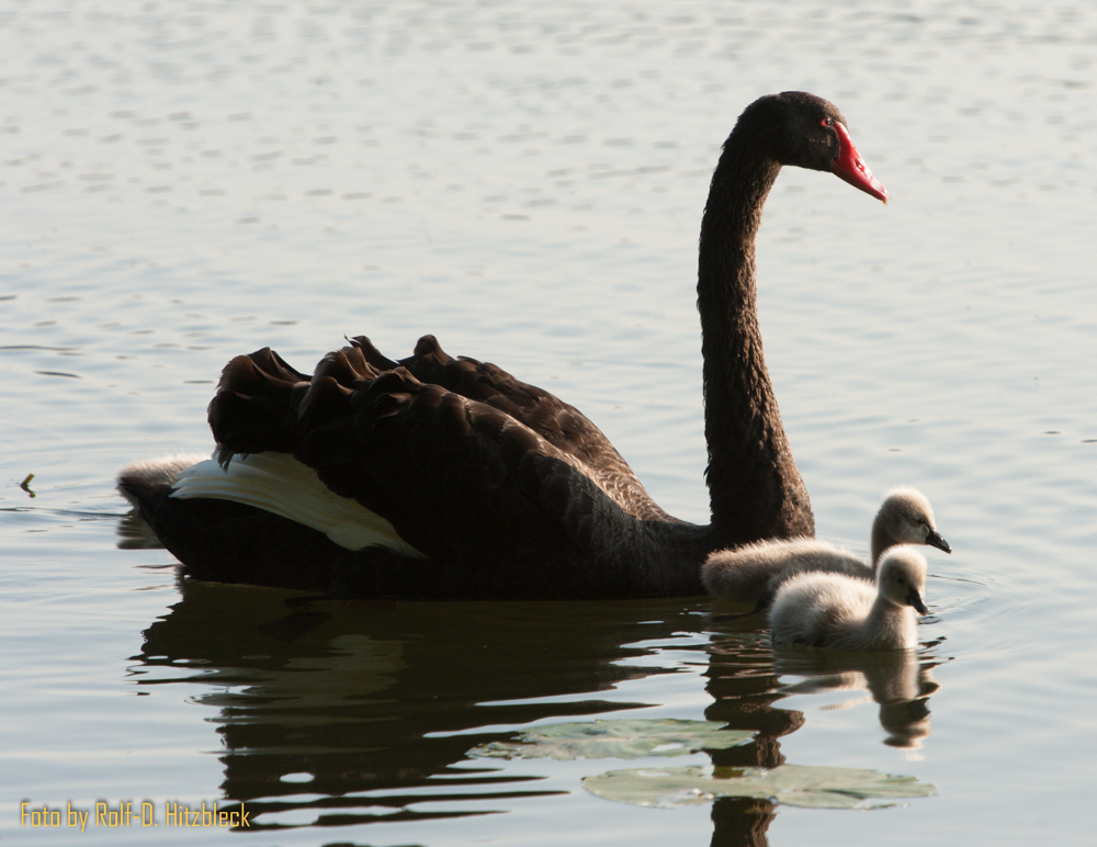 Schwarzer Schwan (Trauerschwan) mit Küken