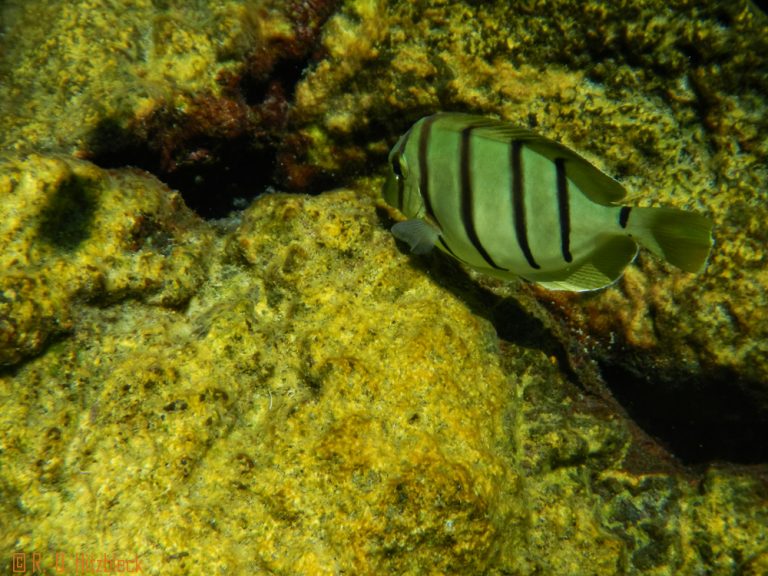 21.08.2013 – Hilo, zweiter Tag