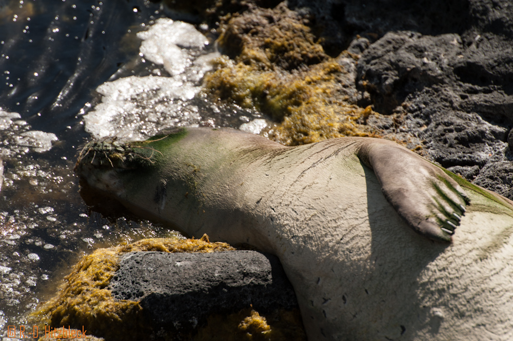 Monk seal on Oahu _D707903.jpg