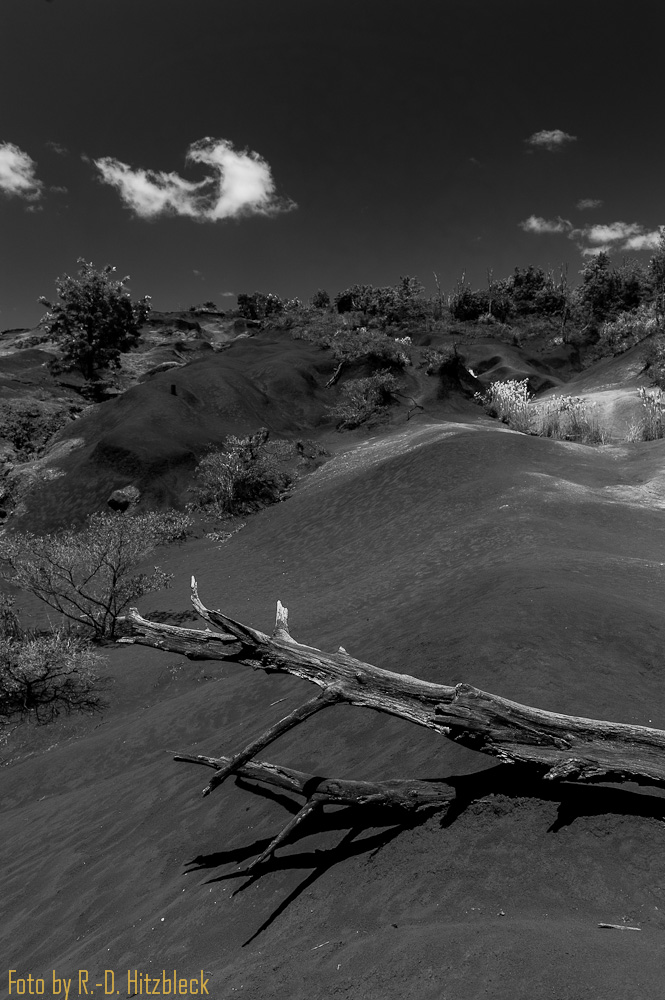 _D709789.jpg