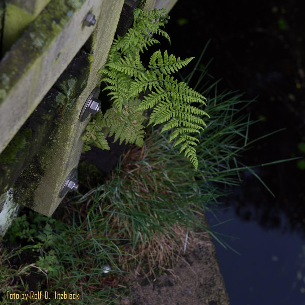 DSC1054.jpg