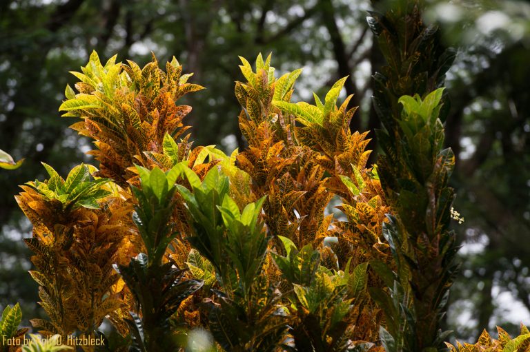 28.05.2014 – Gegensätze – Puna Coast – Lava Tree State Park – Champagne Ponds – Isaak Hale State Park