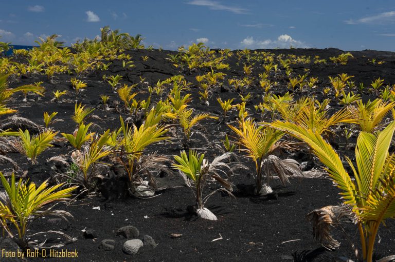 30.05.2014 – Kalapana Black Sand Beach – Kaimu Beach Park – auf der Kalapana-Kapoho Road