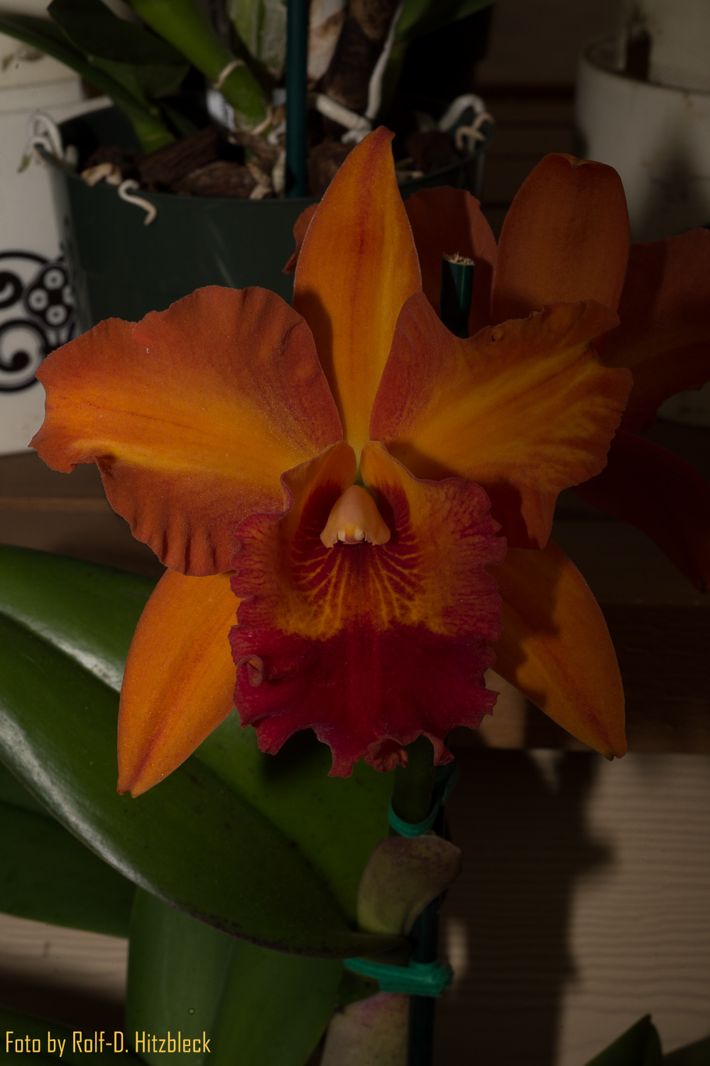 HAW7930.jpg