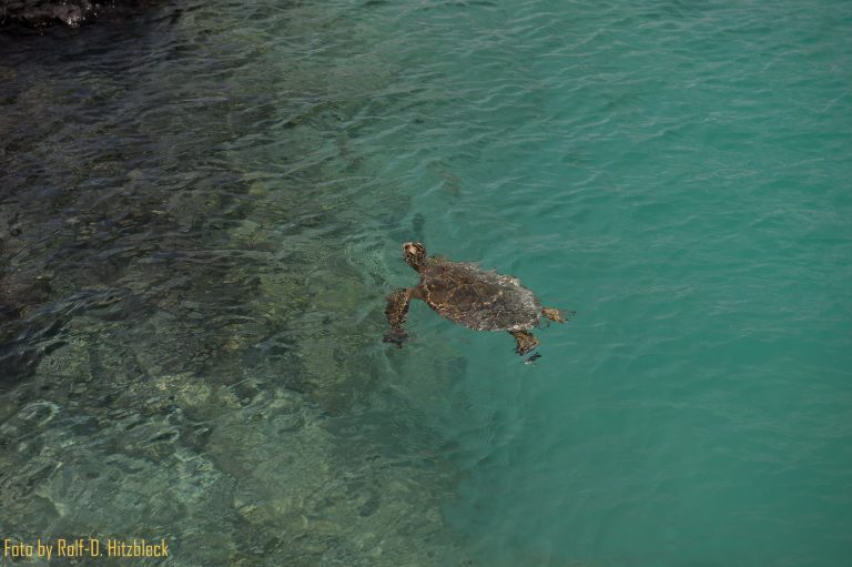 05.06.2014 – Catch the waves – Kiholo Bay