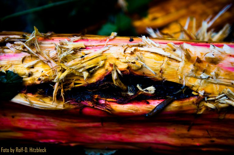 Sturm Ela – On the Devastation Trail