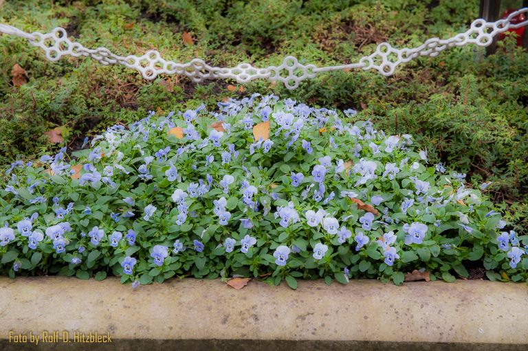 Zu Besuch auf dem Melatenfriedhof in Köln