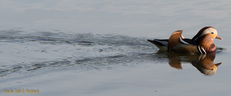 Nachwuchs am Baldeneysee und Burg Vischering