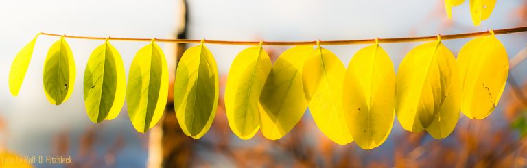 Nur grün kann jeder – Herbstfarben