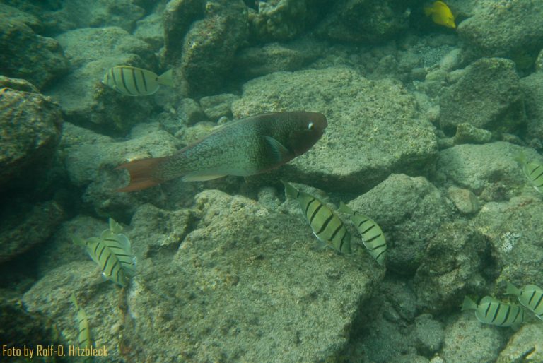 15.05.2016 – Kailua Kona – Shopping