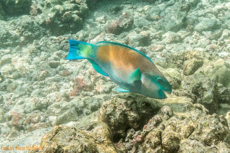 20.05.2016 – Kahalu’u Beach – Deep & Beyond.org – Sinkhole