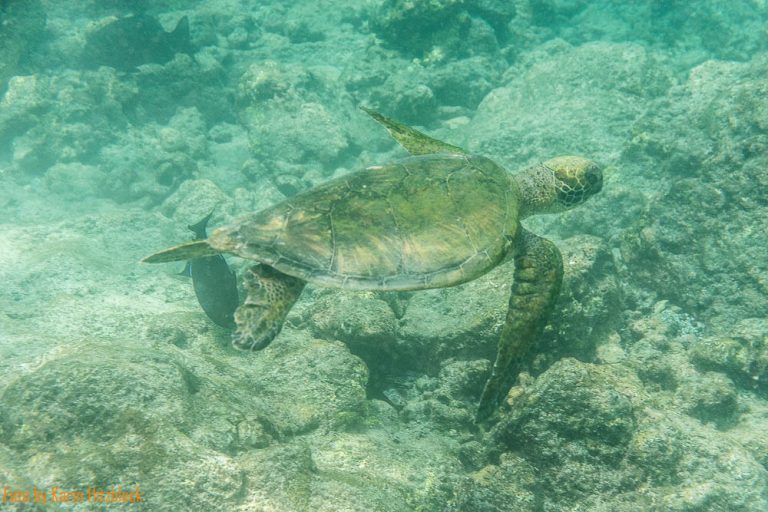 22.05.2016 – Manini Beach – Honaunau Bay – Royal Cona Coffee Mill