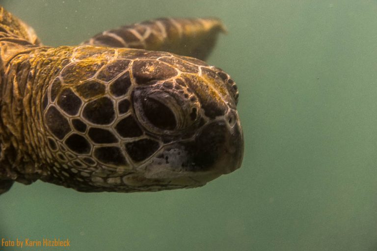 28.05.2016 – Kleinod im Pazifik – Kikaua Point Park