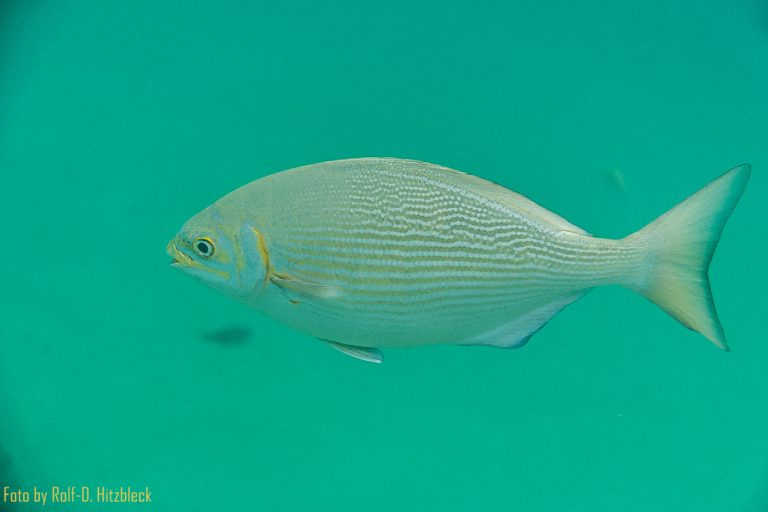 05.06.2016 – Ke’e Beach – Hanalei Bay