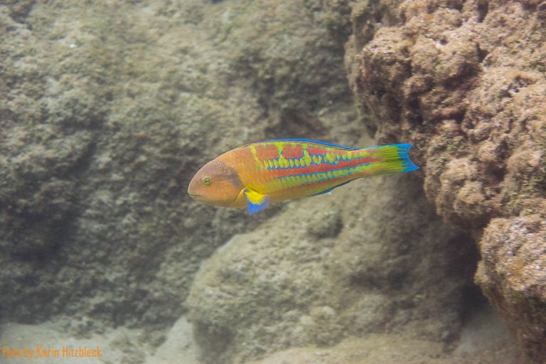 11.06.2016 – Ke’e Beach – Hanalei Bay