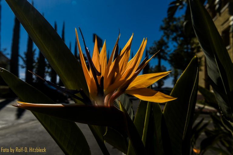 06.11.2016 – Von Los Angeles nach Düsseldorf