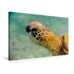 bild_green_turtle_leinwand.jpg