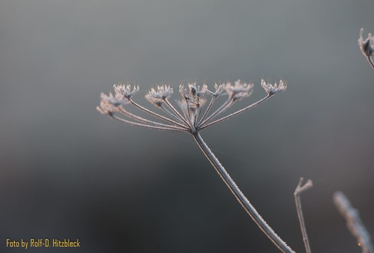 Wintermärchen in Fischlaken – Sonnenaufgang am Hohen Kreuz