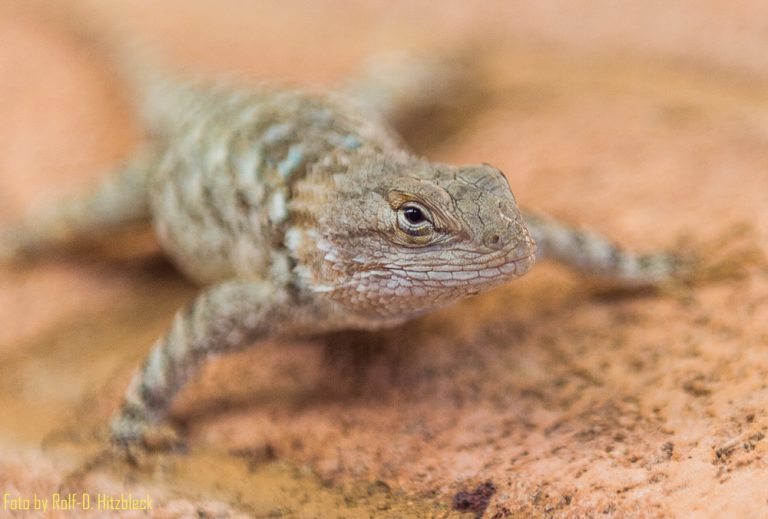 25.05.2017 – Montezuma Wells – Montezuma Castle – Sedona