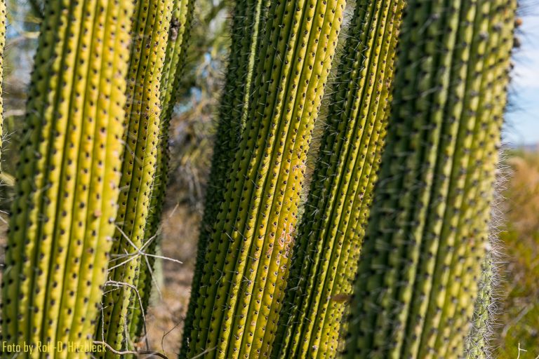 08.11.2017 – Fahrt von Yuma nach Tucson