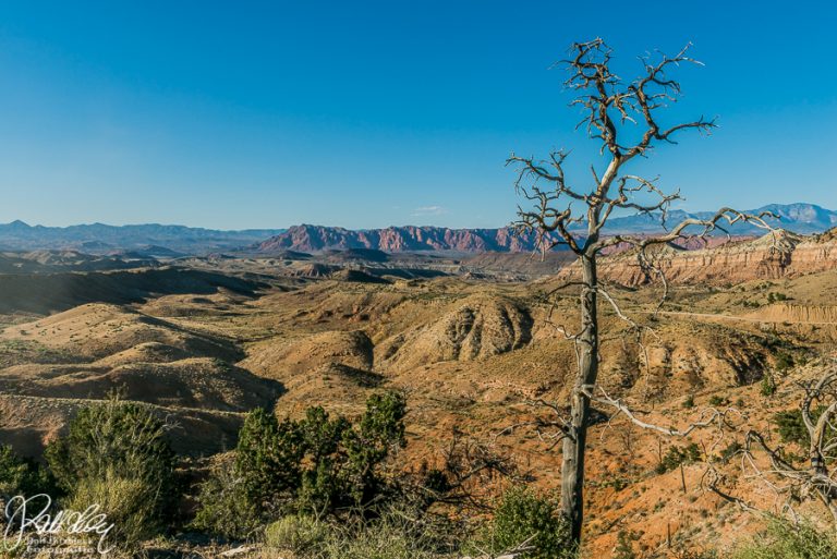 03.06.2018 – Red Hills Desert Garden – Virgin River Gorge
