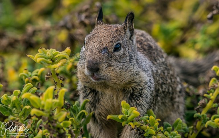 12.10.2018 – Fahrt von Morro Bay nach Carpenteria