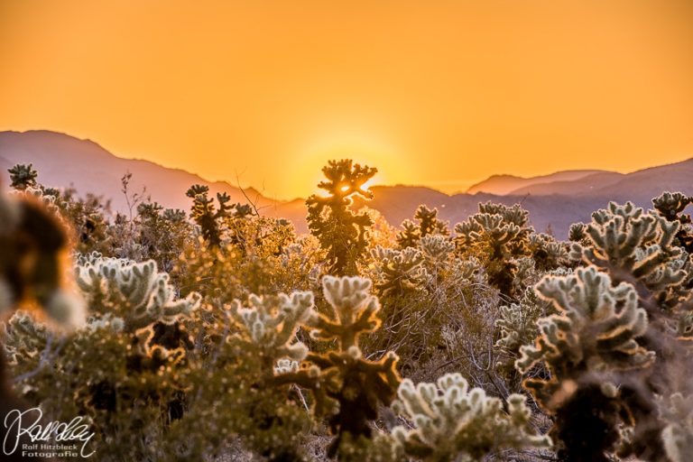 30.05.2019 – Joshua Tree National Park