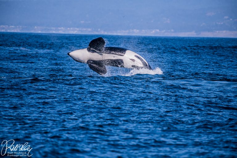 10.10.2019 – Wale gucken