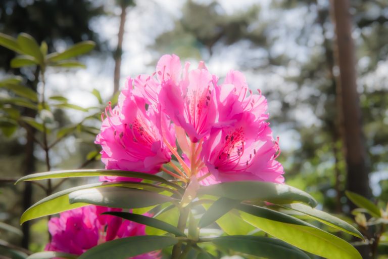 31.05.2020 – Rakotz-Brücke – Rhododendronschlucht