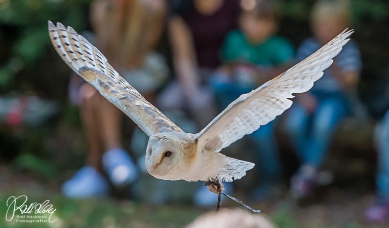 Besuch der Falknerei Bergisch Land