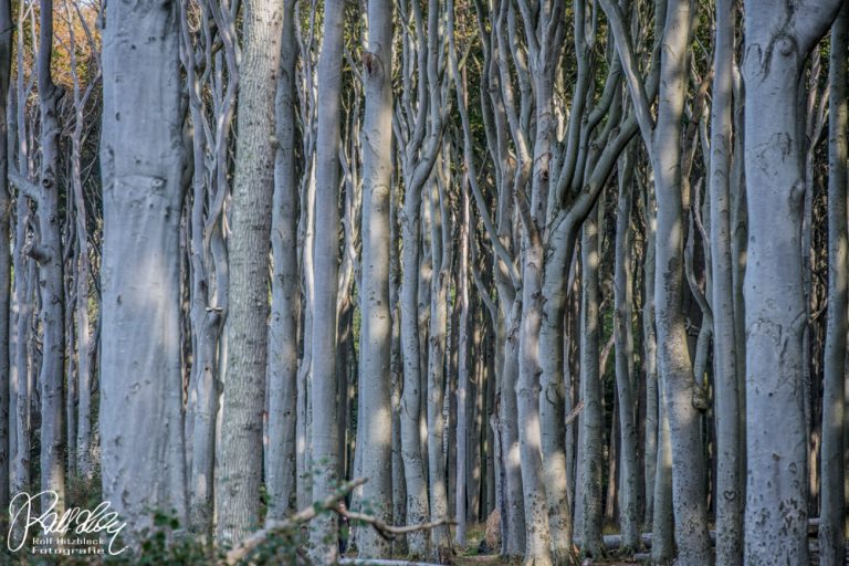 11. Reisetag: Gespensterwald – Kühlungsborn