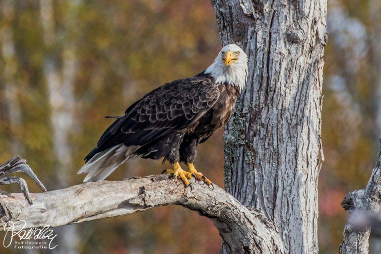 22.10.2021 Unterwegs auf Cape Breton Island