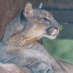 08.05.2023 - Arizona Sonora Desert Museum _A536023