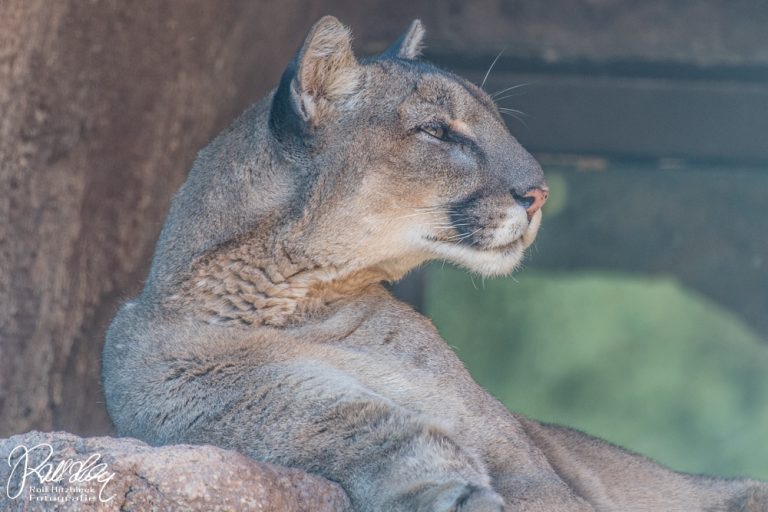 08.05.2023 – Arizona Sonora Desert Museum