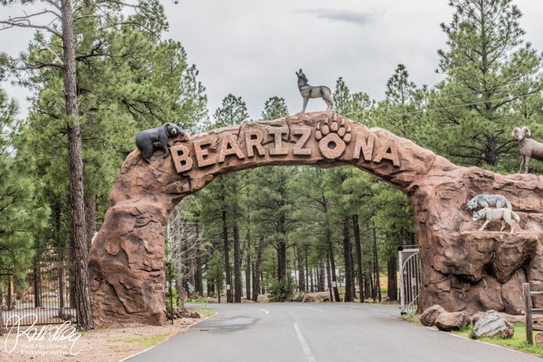 18.05.2023 – Bearizona