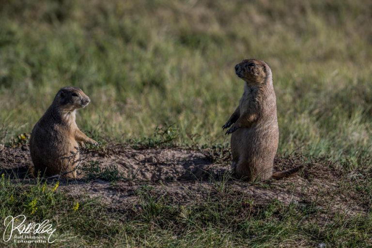 19.09.2023 – Von Billings nach Rapid City