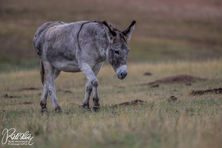 22.09.2023 – In den Black Hills, Teil 2