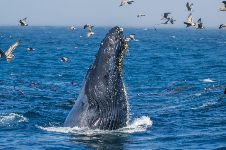 24.09.2024 – Auf den Spuren von Moby Dick