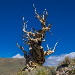 17.09.2024 - Ancient Bristlecone Pine Forest - Alabama Hills CA4_9637