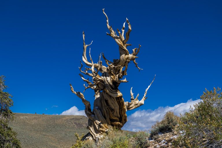 17.09.2024 – Ancient Bristlecone Pine Forest – Alabama Hills