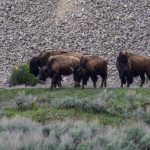16.05.2026 - Yellowstone National Park - Lamar Valley _NW60750
