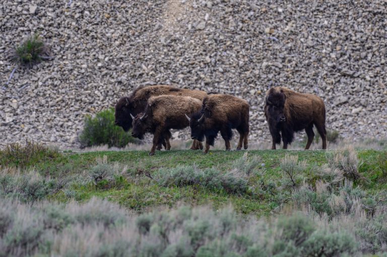 16.05.2026 – Yellowstone National Park – Lamar Valley